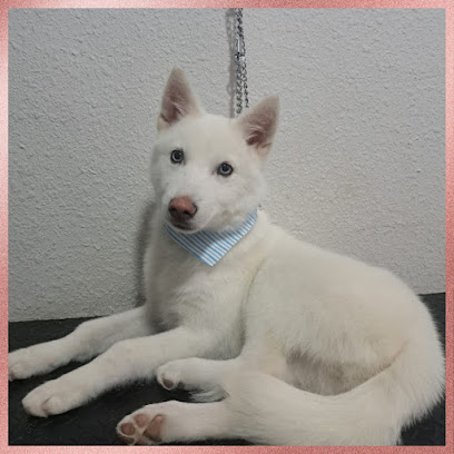 Negocio Estética Canina Andy Love Pets