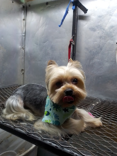 Estetica Canina Can-Wash