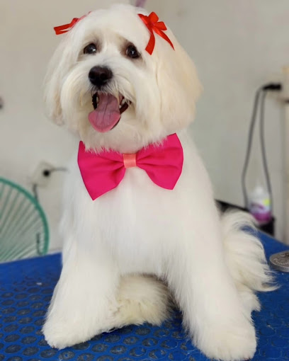 Negocio Estetica Canina Canaan Dog Mayorazgo