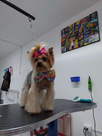 Negocio Estetica Canina Canaan Dog