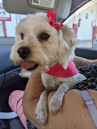 Negocio Estetica Canina De Kaché