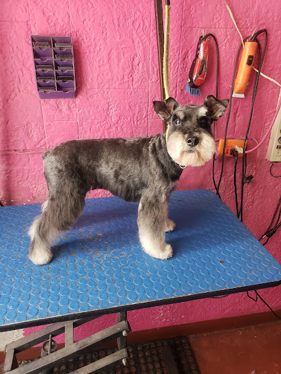Estetica Canina De Miranda ( Servicio Sólo Con Previa Cita )