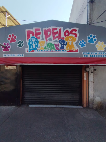 Estética Canina De Pelos