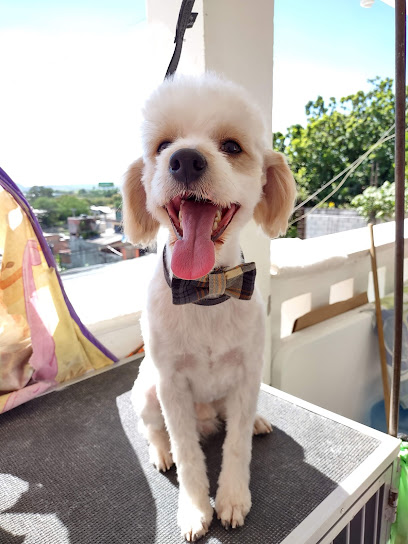 Negocio Estética Canina Denn