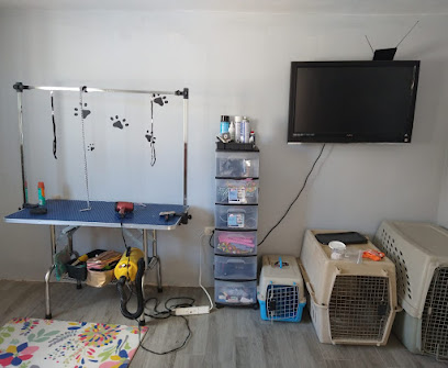 Estética Canina Dog Barber