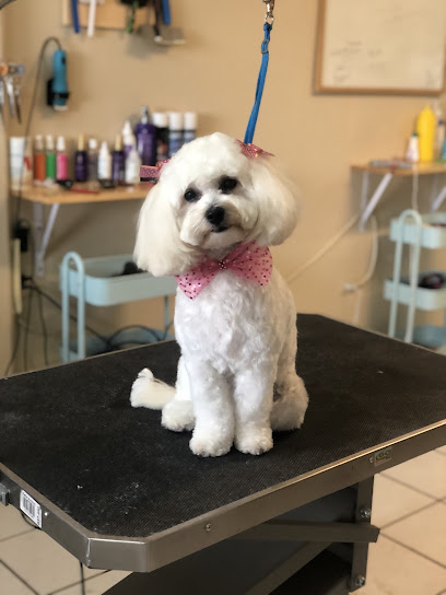 Estética Canina - Dog Grooming La