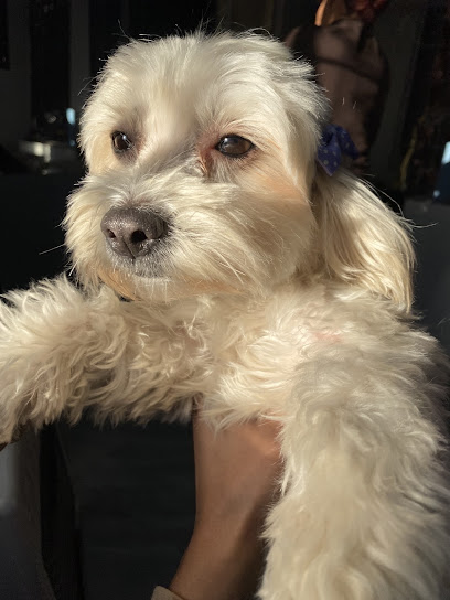 Estética Canina Doggie Clean