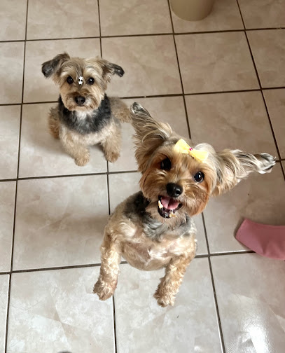 Estética Canina Doggys