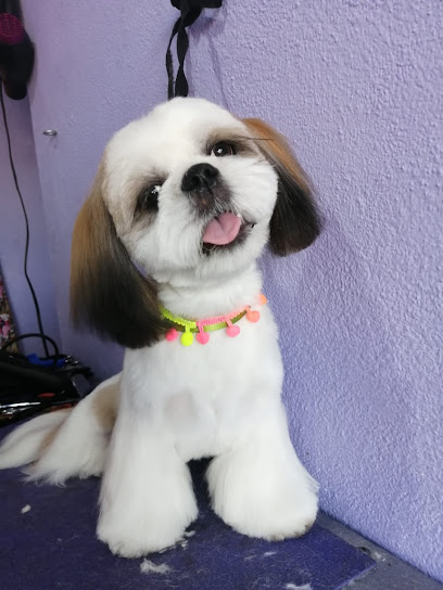 Estética Canina El Perro