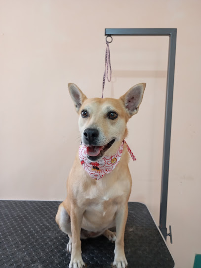Negocio Estética Canina Enchúlame El Perro