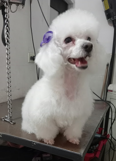 Negocio Estetica Canina Equus