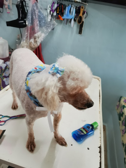 Estética Canina Fashion Dog