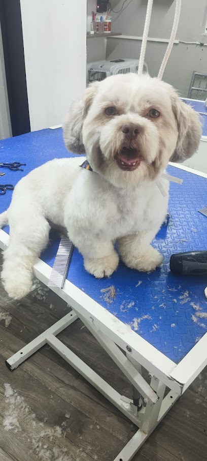 Estética Canina Galagan Dog