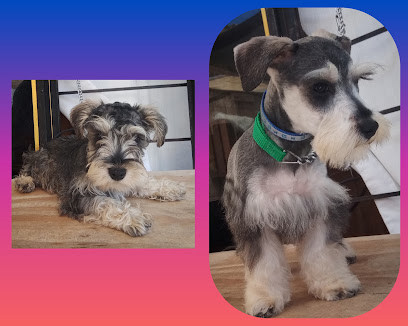Negocio Estetica Canina Garritas