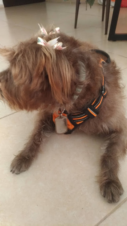 Estetica Canina Ginari