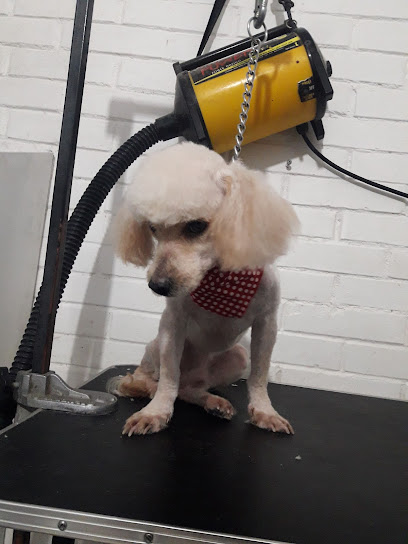 Estetica Canina Ginger