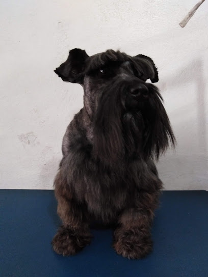 Estética Canina Giorgio&Apos;S