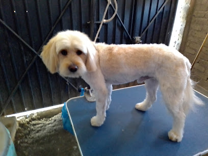 Estetica Canina Greñitas
