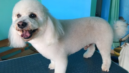 Estetica Canina La Salud