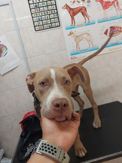 Estética Canina Leo Y Servicio Veterinario