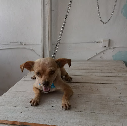 Negocio Estética Canina Los Peluditos