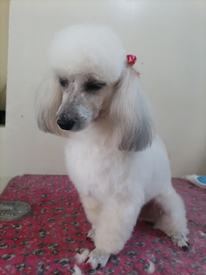 Negocio Estetica Canina Maggie Pets
