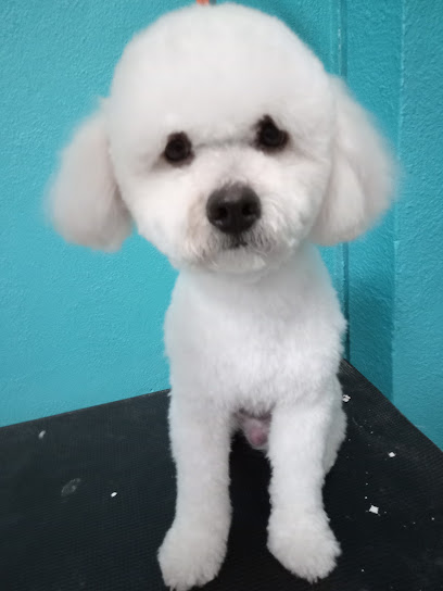 Estética Canina Master Off Puppies