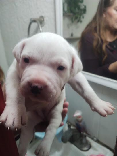 Negocio Estetica Canina Mechudogs