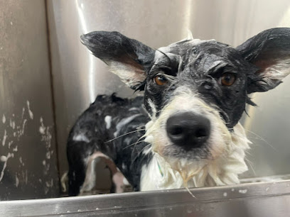 Estetica Canina Merli
