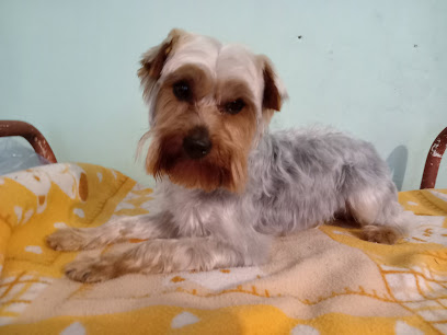 Estética Canina Mi Amigo Fiel