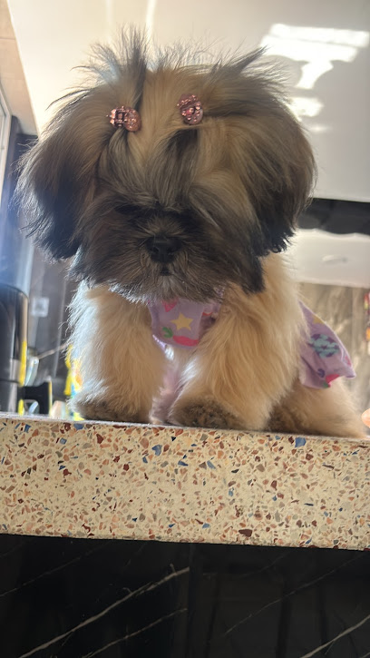 Estetica Canina Miss Groomers