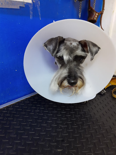 Estetica Canina Moe