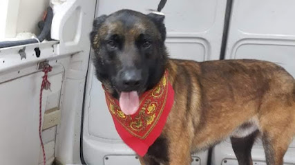Estetica Canina Móvil A Domicilio Cute