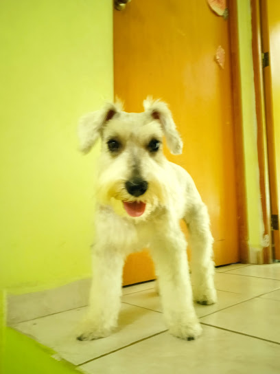 Negocio Estetica Canina Mr. Dog