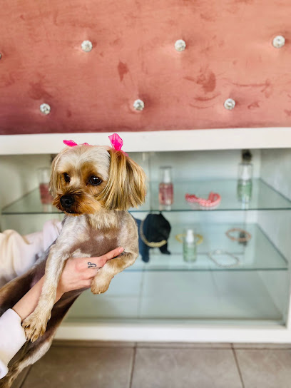 Estetica Canina Mr.dog