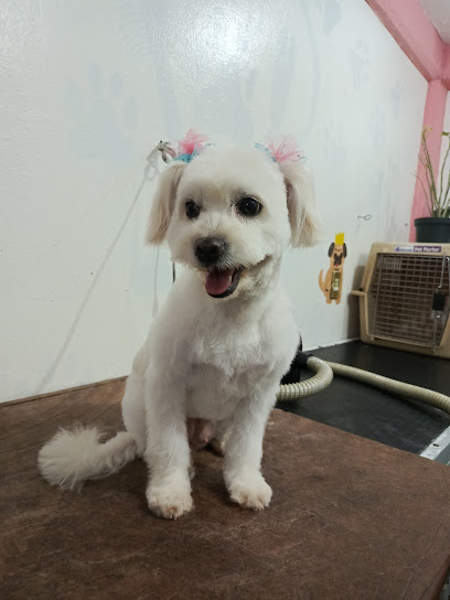 Estética Canina Patas A Obra