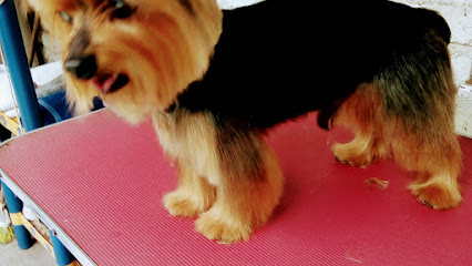 Estética Canina Pelitos