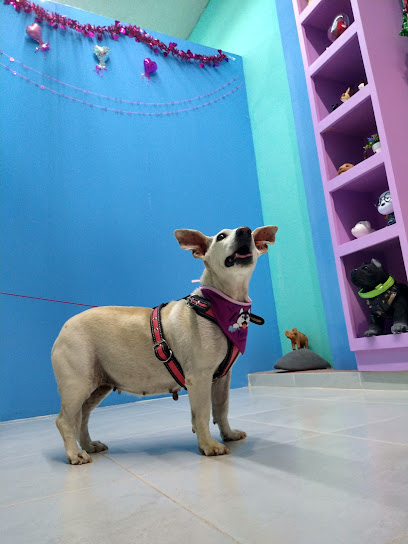 Negocio Estetica Canina Pelitos