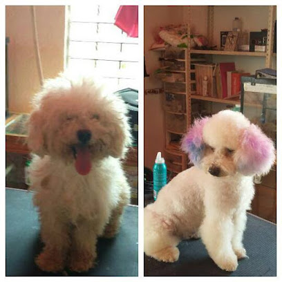 Negocio Estetica Canina Perro Wash