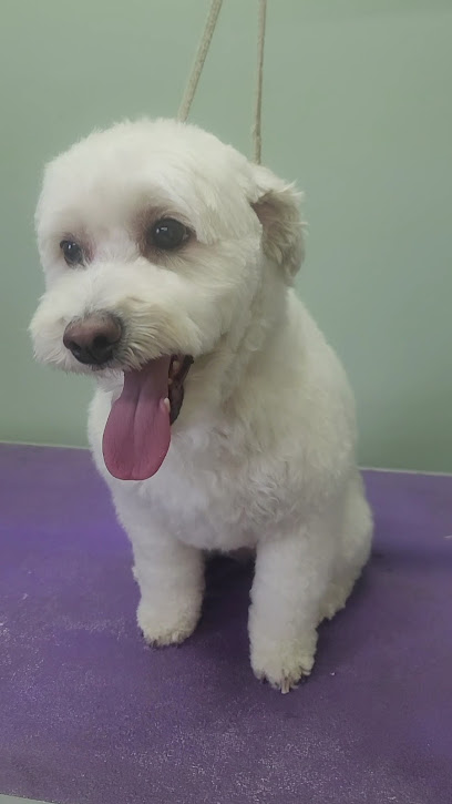 Negocio Estetica Canina Perroso