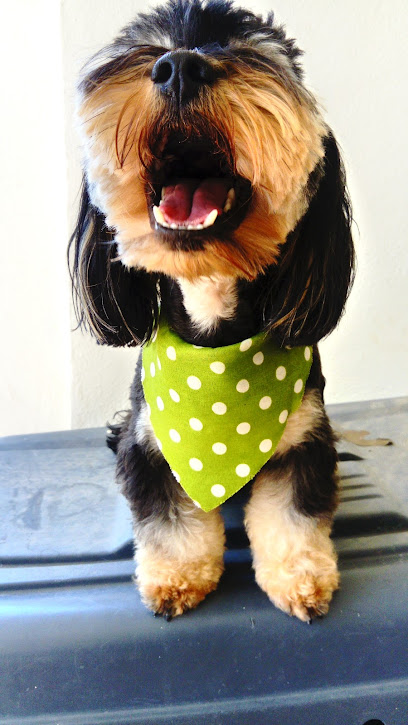 Negocio Estética Canina Pet Town