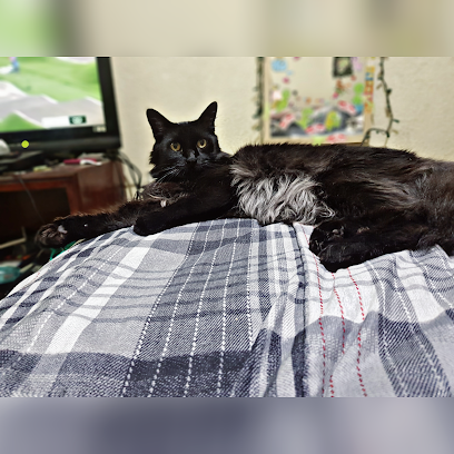 Estetica Canina Peta