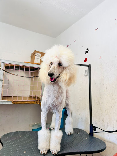 Negocio Estetica Canina Petspa Tania