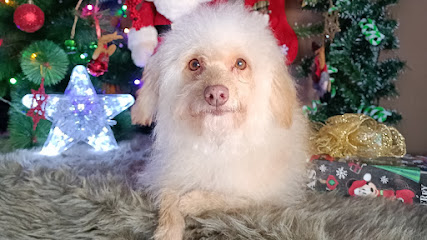 Negocio Estética Canina Ponme Guapo