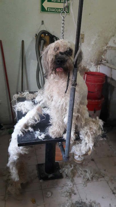 Estética Canina Portales
