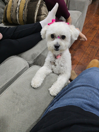 Negocio Estética Canina Puppy 2