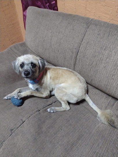 Negocio Estética Canina &Quot;El Perrijo De Papi&Quot;