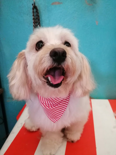 Estetica Canina &Quot;La Perruqueria&Quot;