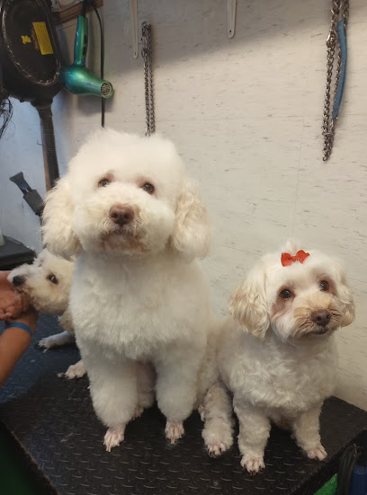 Estética Canina &Quot;Mascotas Con Barba&Quot;