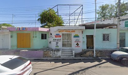 Estética Canina &Quot;West Higland&Quot;